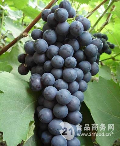 今日葡萄行情，葡萄的成長之旅與勵志人生啟示