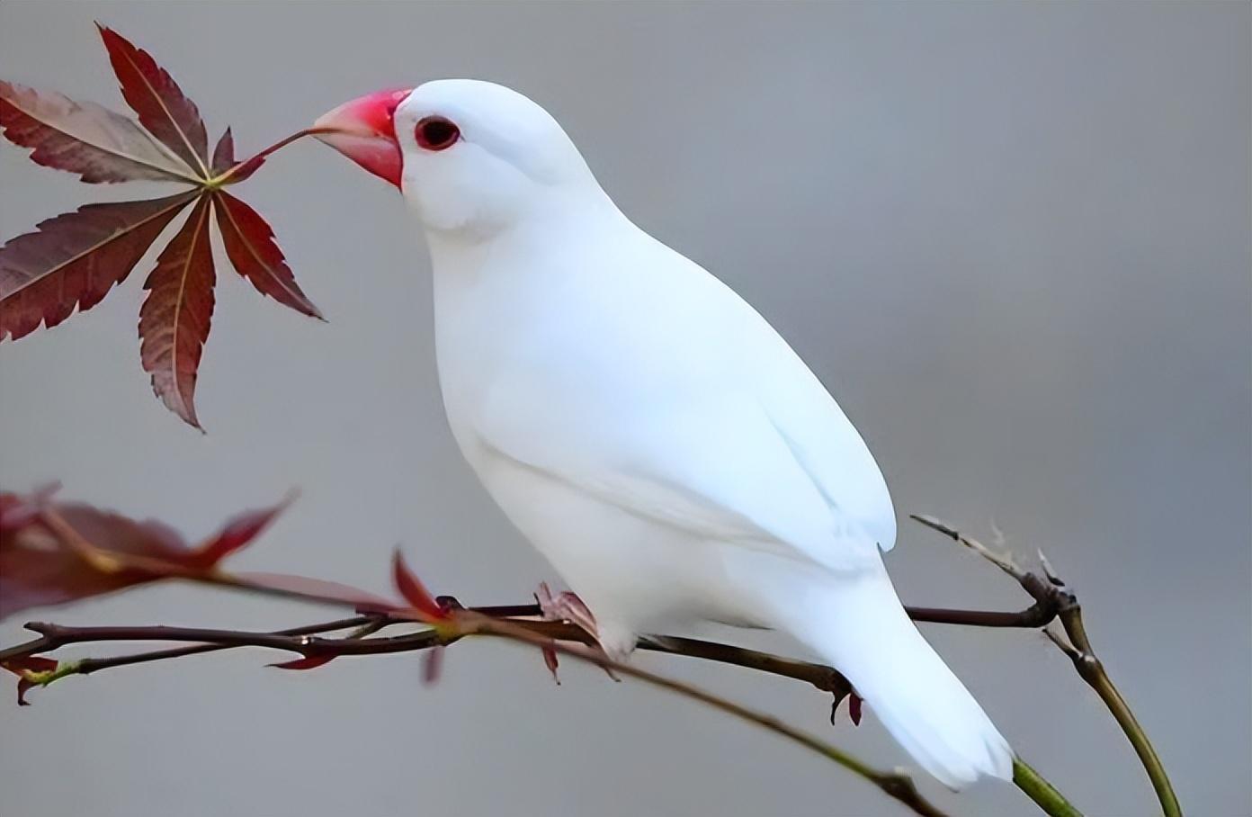 最新養(yǎng)鳥規(guī)定引領(lǐng)智能鳥寵生活時代，高科技養(yǎng)鳥體驗全新升級